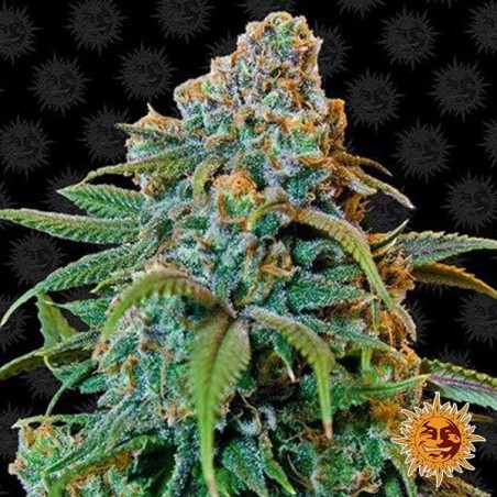 Liberty Haze planta de marihuana Liberty Haze planta de marihuana