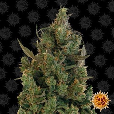 Blue Cheese planta de marihuana