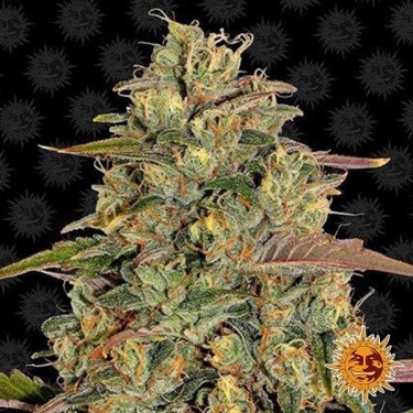 Amnesia Lemon planta de marihuana