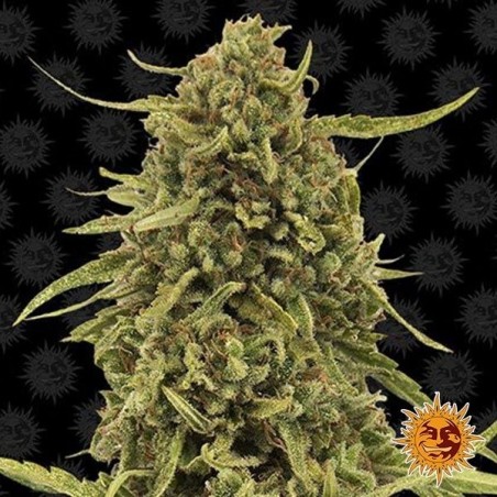 Top Dawg planta de marihuana Top Dawg planta de marihuana