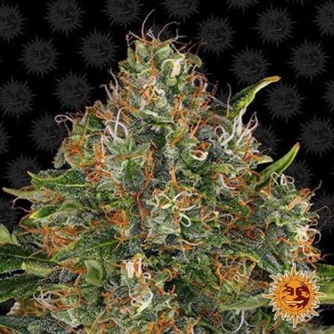 Top Dawg planta de marihuana