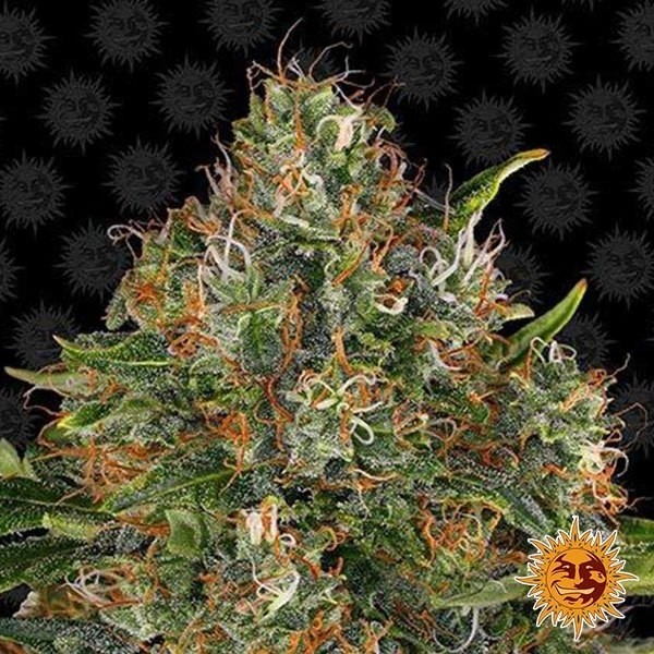 Top Dawg planta de marihuana