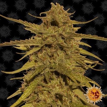 Pineapple Haze Regular planta de marihuana
