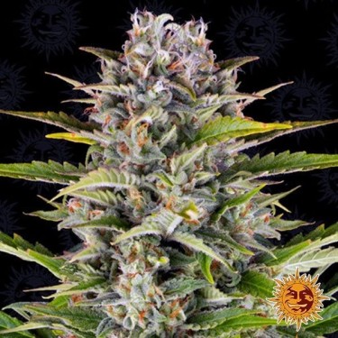 Gorilla Zkittlez Auto planta de marihuana