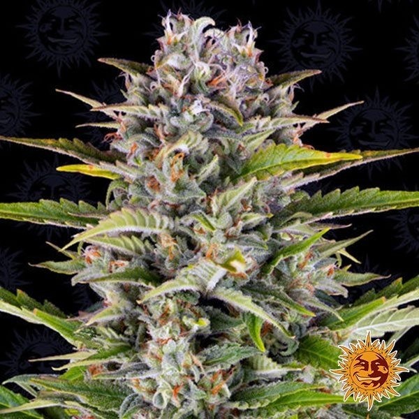 Gorilla Zkittlez Auto planta de marihuana
