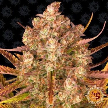 Dos Si Dos Auto planta de marihuana