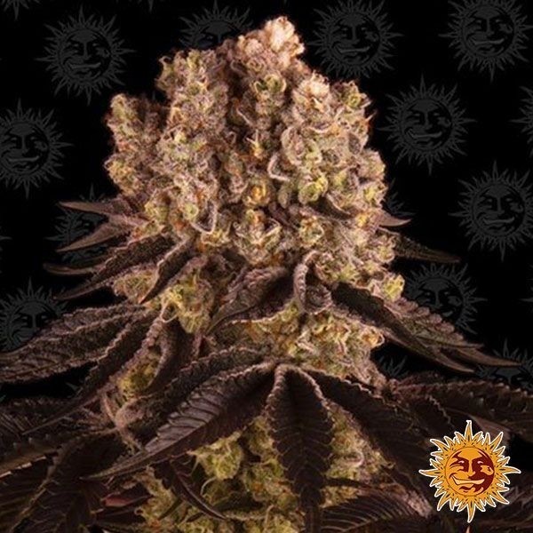 Purple Punch Auto planta de marihuana