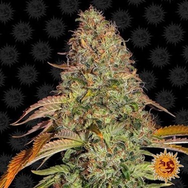 Zkittlez OG Auto planta de marihuana