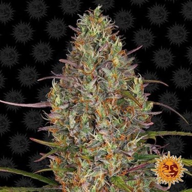 Glue Gelato Auto planta de marihuana