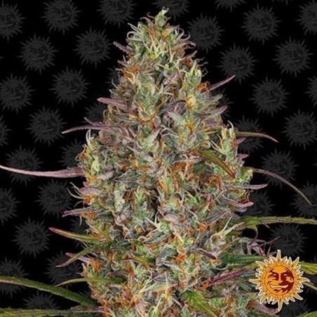 Plante de cannabis Glue Gelato Auto Plante de cannabis Glue Gelato Auto