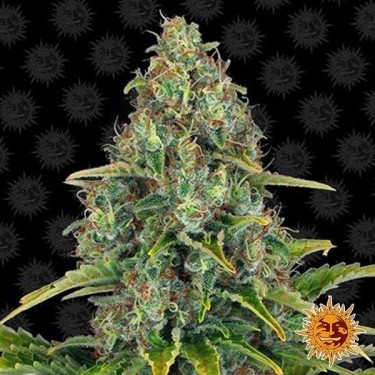 Blue Cheese Auto planta de marihuana