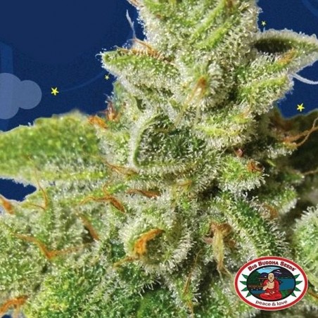 Cherry Moon Pie planta de marihuana