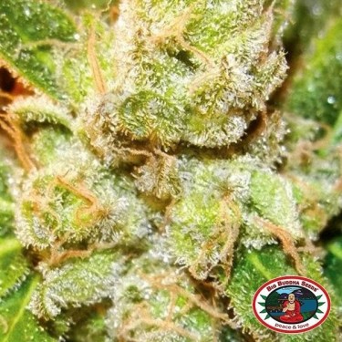Cookies & Cream Cheese planta de marihuana