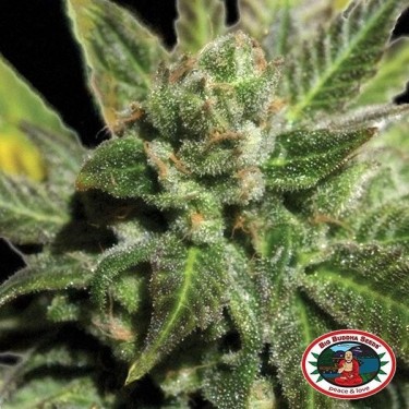 Big Buddha Cheese planta de marihuana