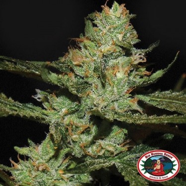 Strawnana Sundae planta de marihuana