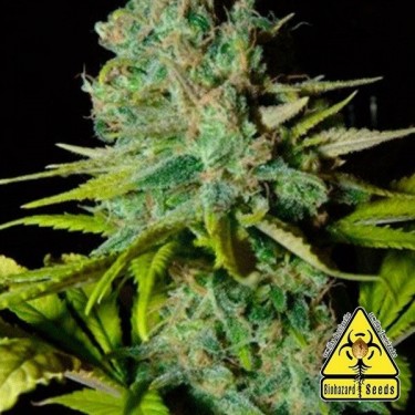 Big Lights planta de marihuana