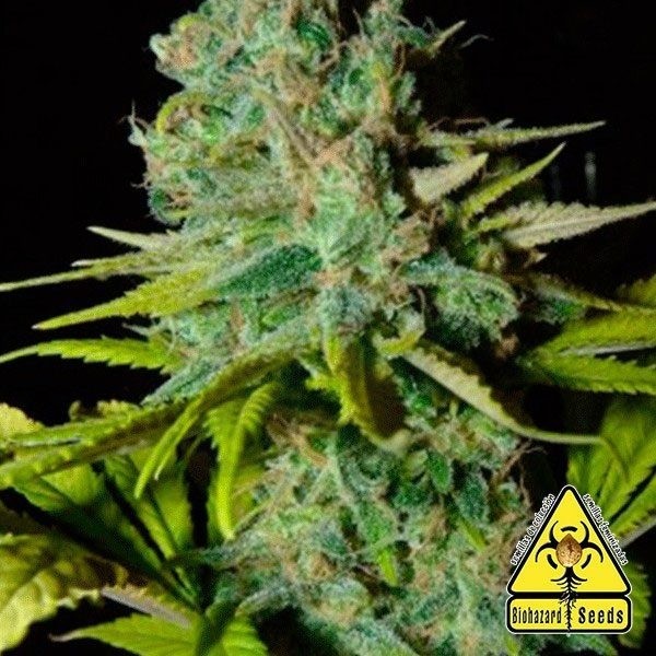 Big Lights marijuana plant
