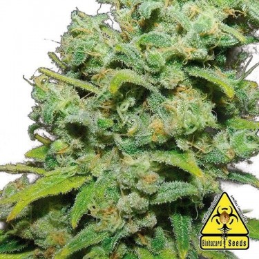 Psicotropic planta de marihuana