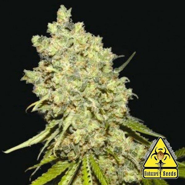 Somanta planta de marihuana