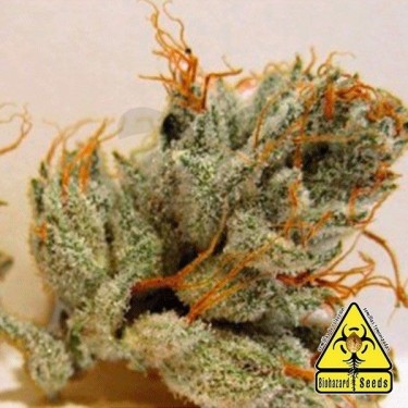 Napalm planta de marihuana