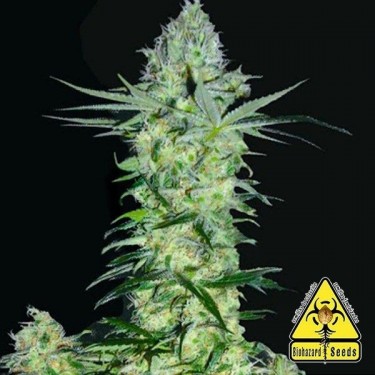 Goddess Kali planta de marihuana