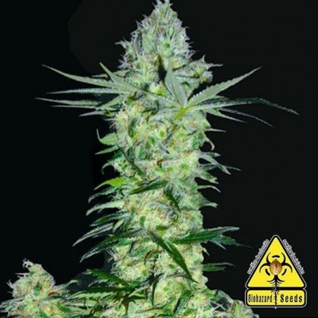 Goddess Kali planta de marihuana Goddess Kali planta de marihuana