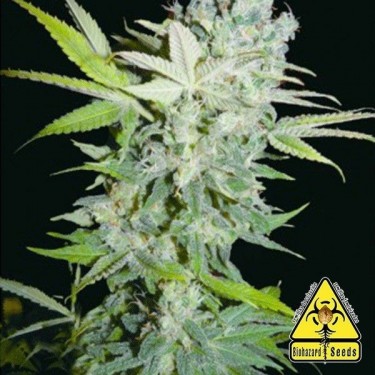 Criminal Jack planta de marihuana