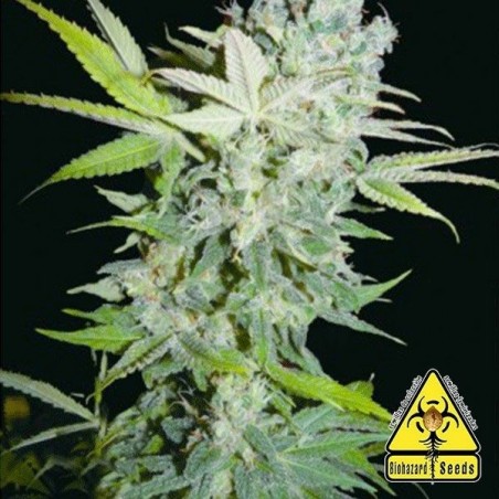 Criminal Jack planta de marihuana Criminal Jack planta de marihuana
