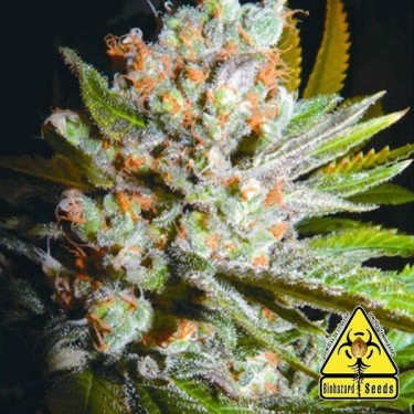 Jawar planta de marihuana