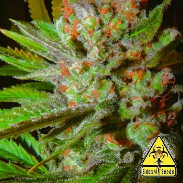 Auto 4:20 planta de marihuana