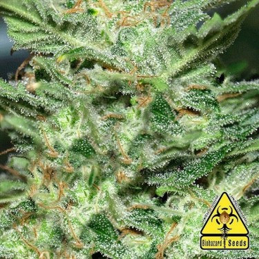 Auto Somachigun planta de marihuana