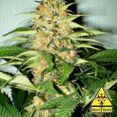 Auto Power planta de marihuana