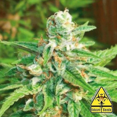 Auto Kratos planta de marihuana