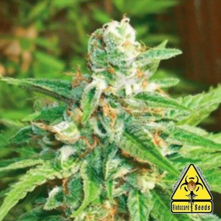 Auto Kratos planta de marihuana Auto Kratos planta de marihuana
