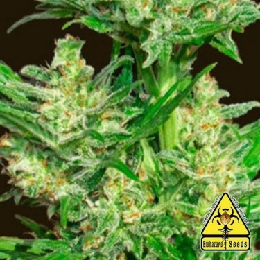 Auto Chingon planta de marihuana