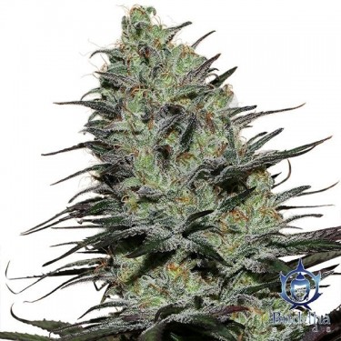 Morpheus planta de marihuana