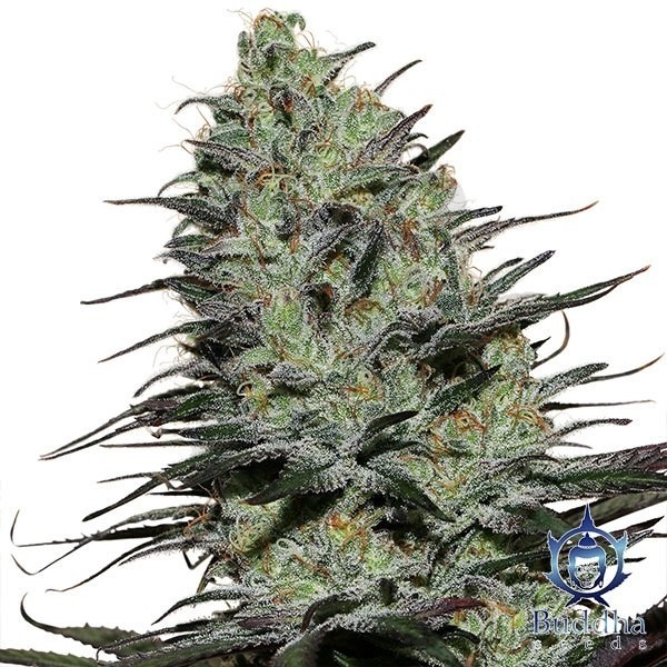 Morpheus planta de marihuana