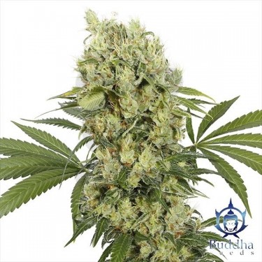 Medikit planta de marihuana