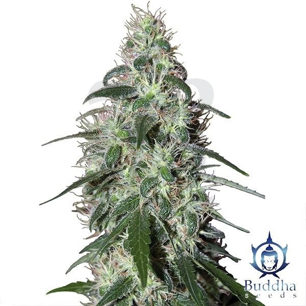 Imprensa planta de maconha