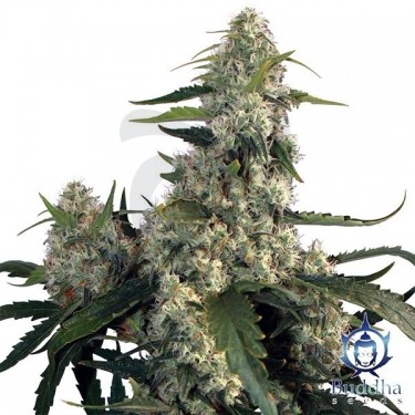 Quasar planta de marihuana