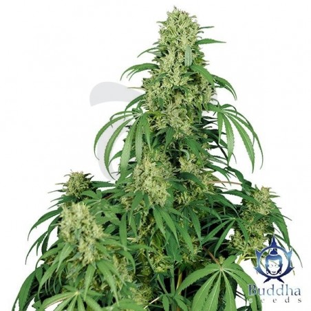 Calamity Jane planta de marihuana Calamity Jane planta de marihuana