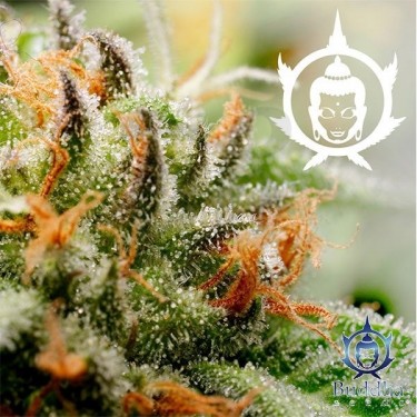 Auto variado - Plantas Variadas