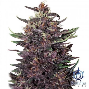 Plante de cannabis Purple Kush