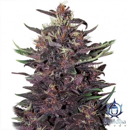 Planta de maconha de Kush roxo Planta de maconha de Kush roxo