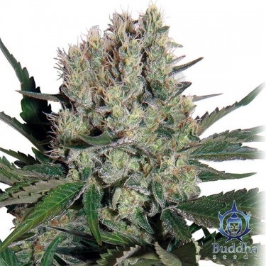 Planta de Syrup