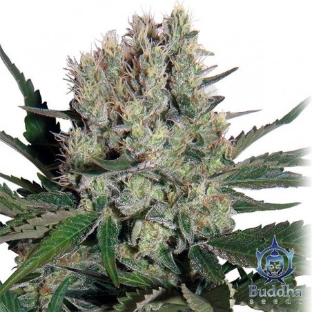 Syrup Plante de cannabis Syrup Plante de cannabis
