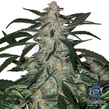 Planta de Syrup