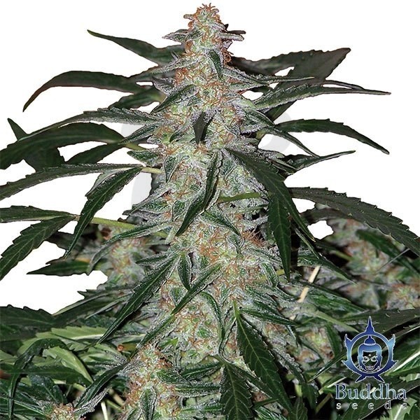 Deimos Plante de cannabis