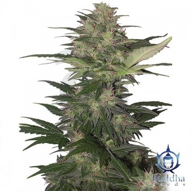 Red Dwarf planta de marihuana