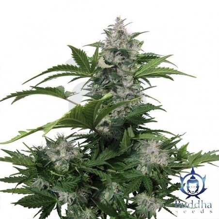 Plante de cannabis White Dwarf Plante de cannabis White Dwarf